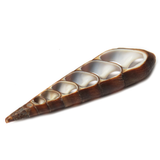 Tortelego Skeleton Shell, Dark Brown, 56x16mm; 1 piece