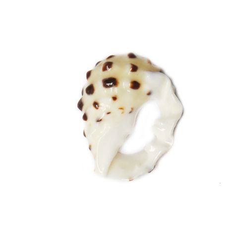 Drupa Skeleton Shell, 21x16mm; 1 piece